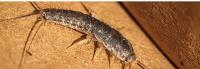 Silverfish Control Brisbane image 4